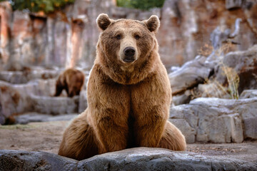 Brown bear sitting looking straight ahead © perpis
