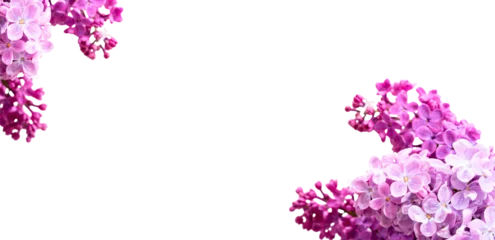 Möbelaufkleber Fresh lilac flowers © neirfy