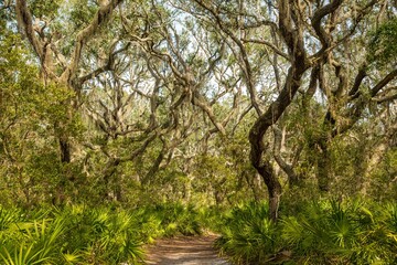 a trail through a tunnel of Live oak trees, palmetto and spanish moss, Cumberland Island, Georgia.