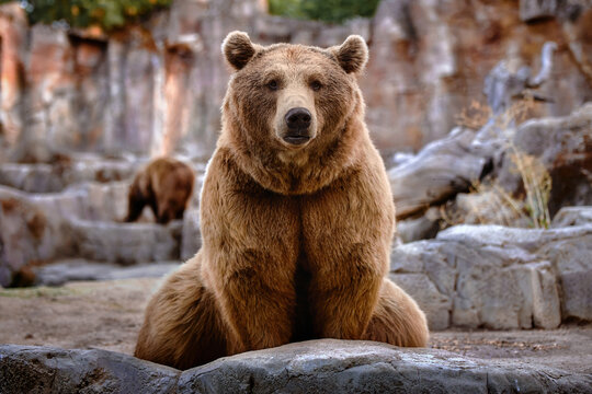 Brown bear sitting looking straight ahead