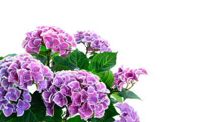 violet hortenzia flower - obrazy, fototapety, plakaty