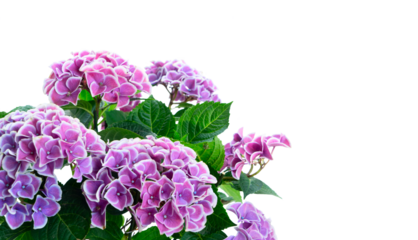 violet hortenzia flower