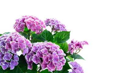 Gordijnen violet hortenzia flower © neirfy