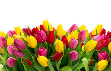 tulips flowers border isolated on white background 