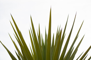 Detail of the end of the leaves of a palm tree