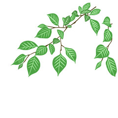 Tree branch isolated vector illustration