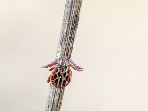 Dermacentor reticulatus tick insect on stem against white background. Ixodida: Ixodidae.