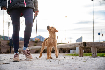 Low angle view of an owner walking her golden labrador retriever puppy in an urban environment