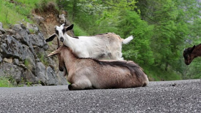 Mountain goat mother and kid affectionate nuzzling on road Asturias Spain