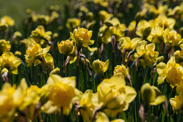 An Outdoor garden with many yellow daffodils.