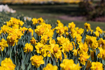 An Outdoor garden with many yellow daffodils.