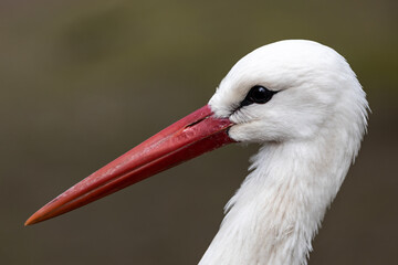Storch Porträt im Profil