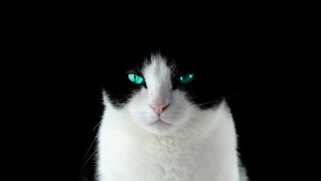 Black and white cat with one blue eye