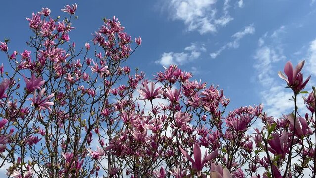 Beautiful pink purple flowers magnolia tree against sky.