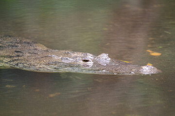 Morelet's crocodile in water