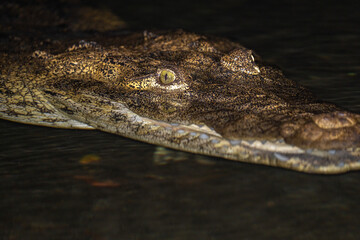 Morelet's crocodile in water