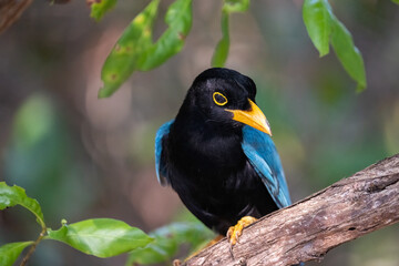 Yucatan jay