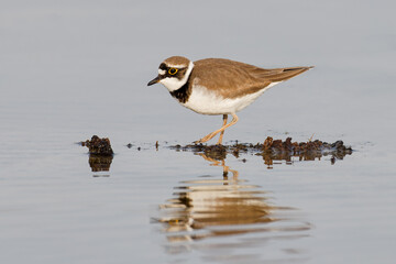 Little ringed plover