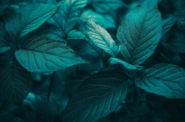 Fototapeta na wymiar close-up of a green and blue leaf background wallpaper