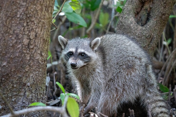 Common raccoon