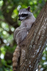 Common raccoon