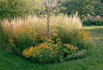 Tall, columnar, low maintenance and drought resistant, Karl Foerster reed grasses are a beautiful living fence providing privacy along with golden rudbeckia on an autumn Chicago day.  - obrazy, fototapety, plakaty