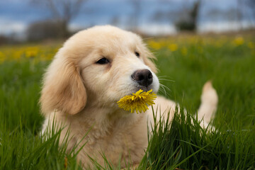 little golden retriever puppy holding a dandelion