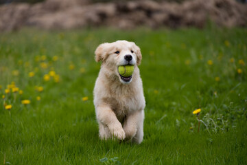 golden retriever puppy play with ball in park