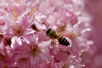 Pszczoła miodna (robotnica) zbiera nektar. Pszczoła - zapylacz  na różowych kwiatach. Wiśnia kwitnąca - sakura - obrazy, fototapety, plakaty