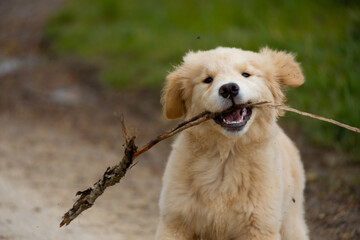 Labrador spaniel golden retriever puppy playing with a stick in the grass in the park in spring