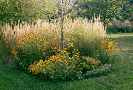 Tall, columnar, low maintenance and drought resistant, Karl Foerster reed grasses are a beautiful living fence providing privacy along with golden rudbeckia on an autumn Chicago day. 