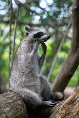 Common raccoon