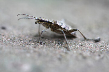 Close up from Longhorn beetle