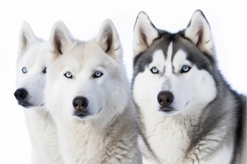 Obraz premium three husky dogs with piercing blue eyes staring directly at the viewer. Generative AI