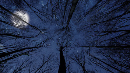 night sky in the forest with stars and moon
