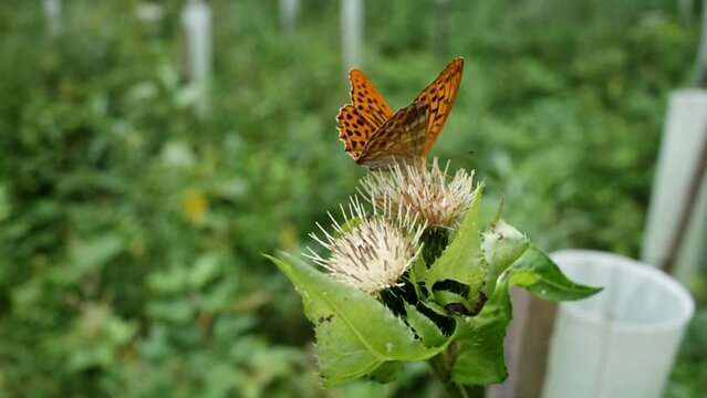Kaisermantel beim Nektar sammeln auf einer Distel im Morgenlicht auf einer Waldlichtung mit Neuanpflanzungen  