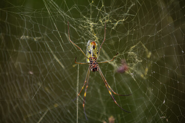 A green and black spider with green wings sits on a web.