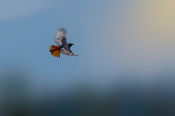 A male black redstart in flight. A black white and orange bird with its wings spread looks for insects in the air. Migratory birds. Phoenicurus ochruros.