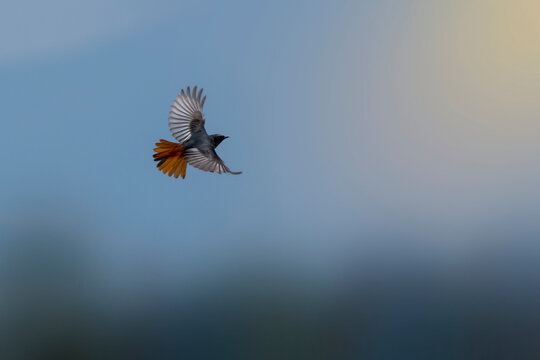 A male black redstart in flight. A black white and orange bird with its wings spread looks for insects in the air. Migratory birds. Phoenicurus ochruros.