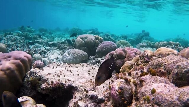 Parrot fish couple is swimming over tropical coral at a coral garden in reef of Maldives island in wide angle video camera mode
