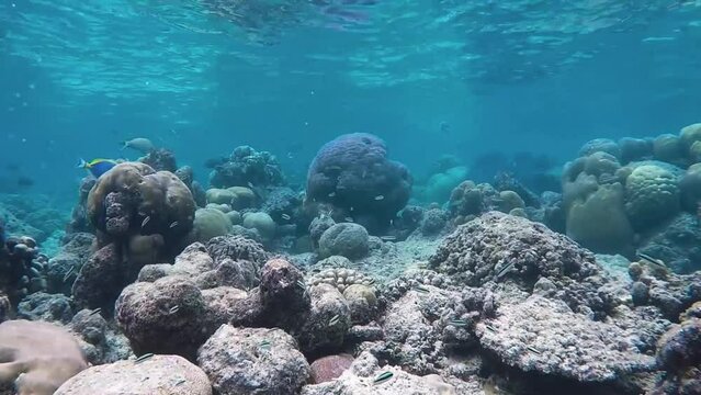 Bluestreak cleaner wrasse fish swarm is swimming over tropical coral at a coral garden in reef of Maldives island in wide angle video camera mode