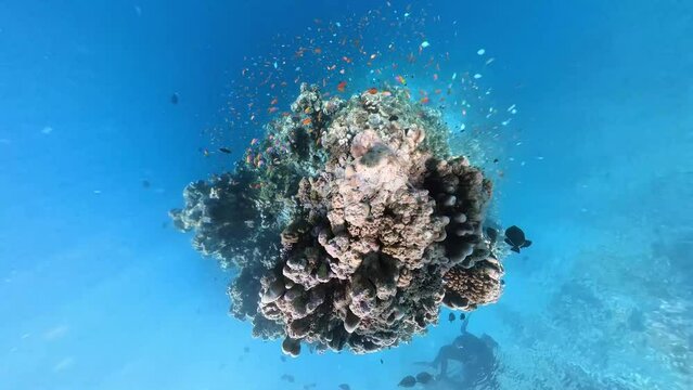 School of bicolor anthias fish and parrotfish swimming over tropical coral in coral garden in reef of Maldives island in 360 video camera degree modus