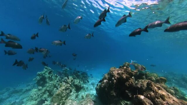 School of bass seachub swimming over tropical coral in coral garden in reef of Maldives island in wide angle video camera mode