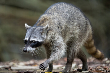 Common raccoon