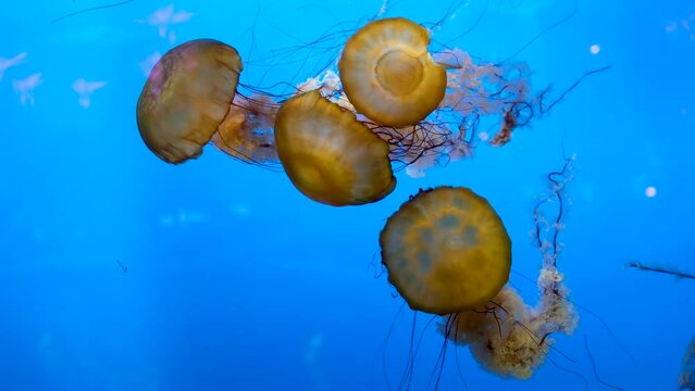 Jellyfish dansing in the dark blue ocean water. The Japanese Sea Nettle, or Chrysaora pacifica Jellyfish. Japanese Sea Nettle Vancouver Aquarium, BC, Canada