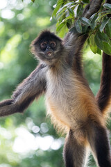 Yucatán spider monkey