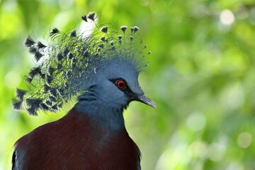 オウギバトの横顔のアップ