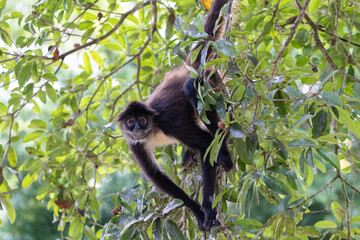 Yucatán spider monkey