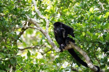 Guatemalan black howler monkey