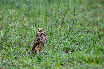 A burrowing owl (Athene cunicularia), or Coruja-buraqueira
